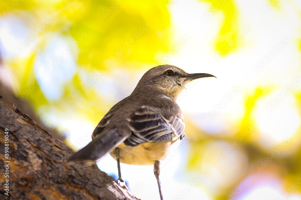 robin on a branch robin on a branch