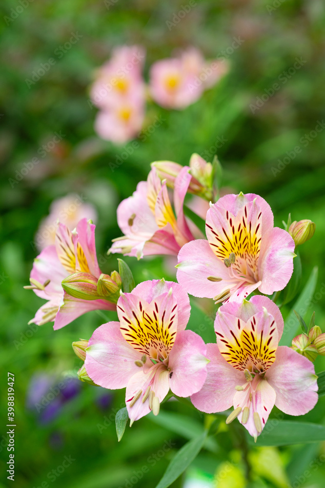 アルストロメリアの花 アルストロメリアの花