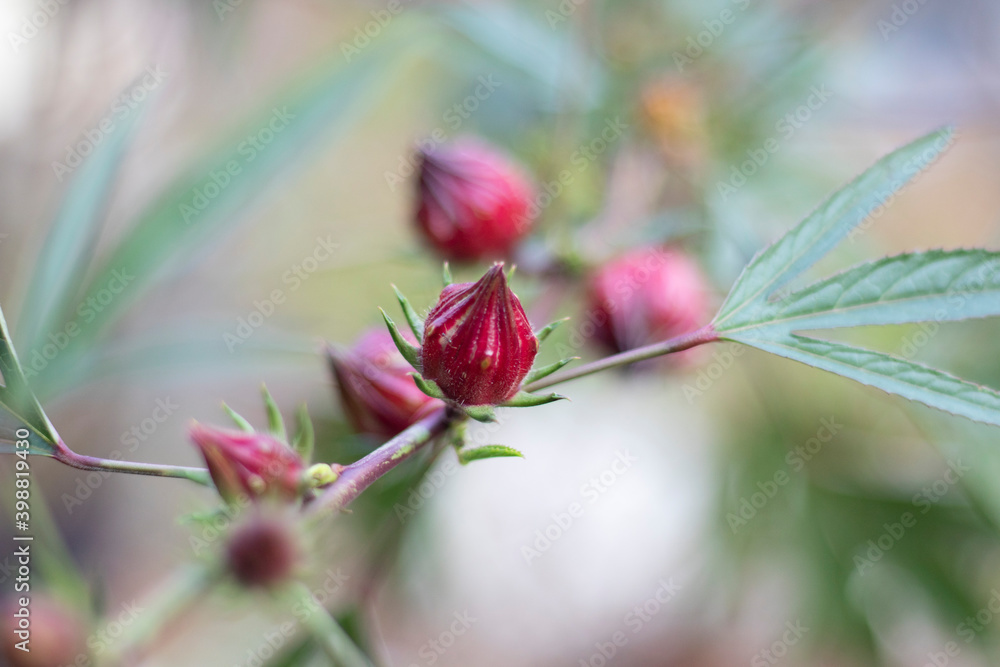 Close up of Roselle flowers