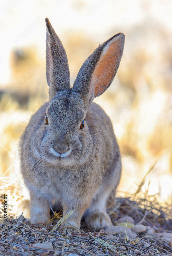 Fototapeta premium rabbit on the beach