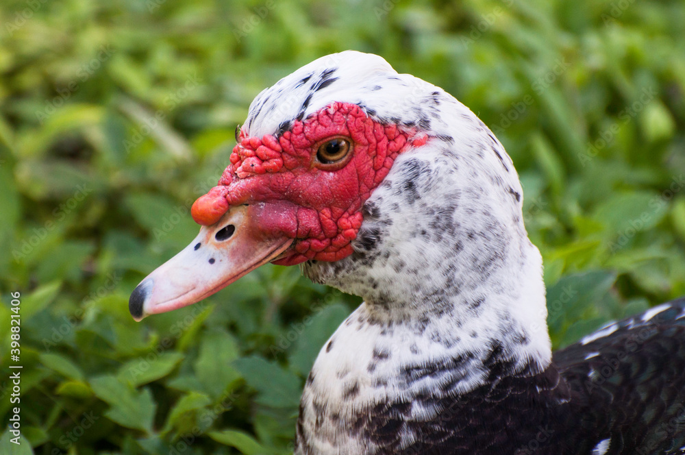 Male muscovy duck with white and black feathers and bumpy red face patch around the eye and base of bill is close up against a blurred green grass background. Male muscovy duck with white and black feathers and bumpy red face patch around the eye and base of bill is close up against a blurred green grass background.