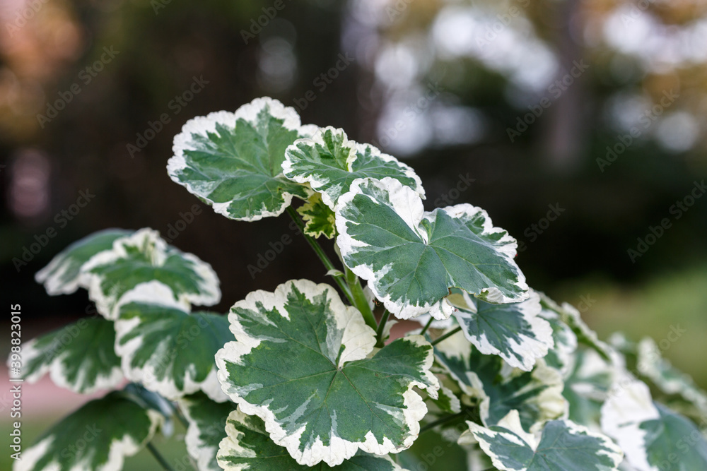 Leaves of plant in autumn Leaves of plant in autumn