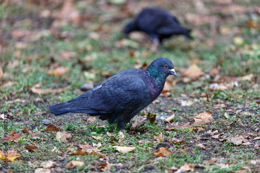Pigeon walking on the grass in park Pigeon walking on the grass in park