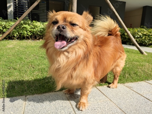 Slika na platnu intelligence red-haired Tibetan Spaniel walking smiling happy