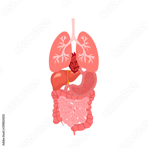 Human internal organ - lungs, heart, liver, stomach, large and small intestines in flat design on white background. Human anatomy concept vector illustration.