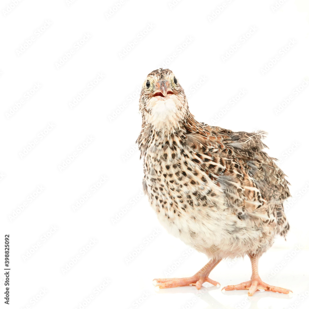 Isolated Japanese quail on white background. Isolated Japanese quail on white background.