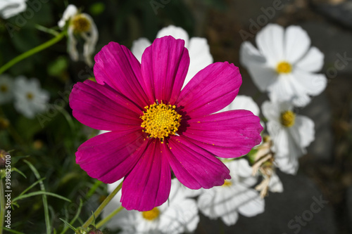 cosmos  Mexican Aster              