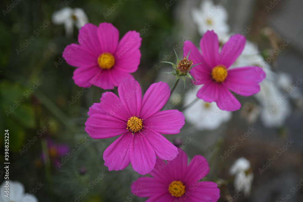 cosmos, Mexican Aster, 코스모스 cosmos, Mexican Aster, 코스모스