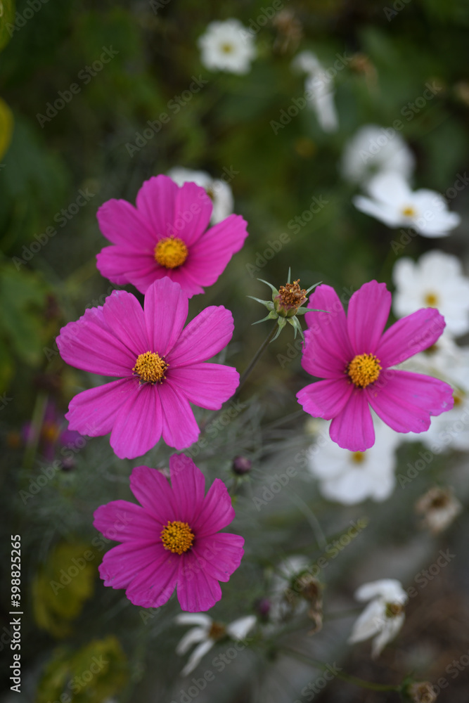 Fototapeta premium cosmos, Mexican Aster, 코스모스