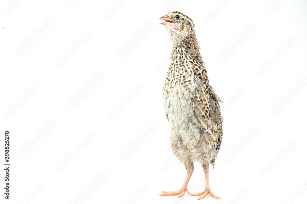 Isolated Japanese quail on white background. Isolated Japanese quail on white background.