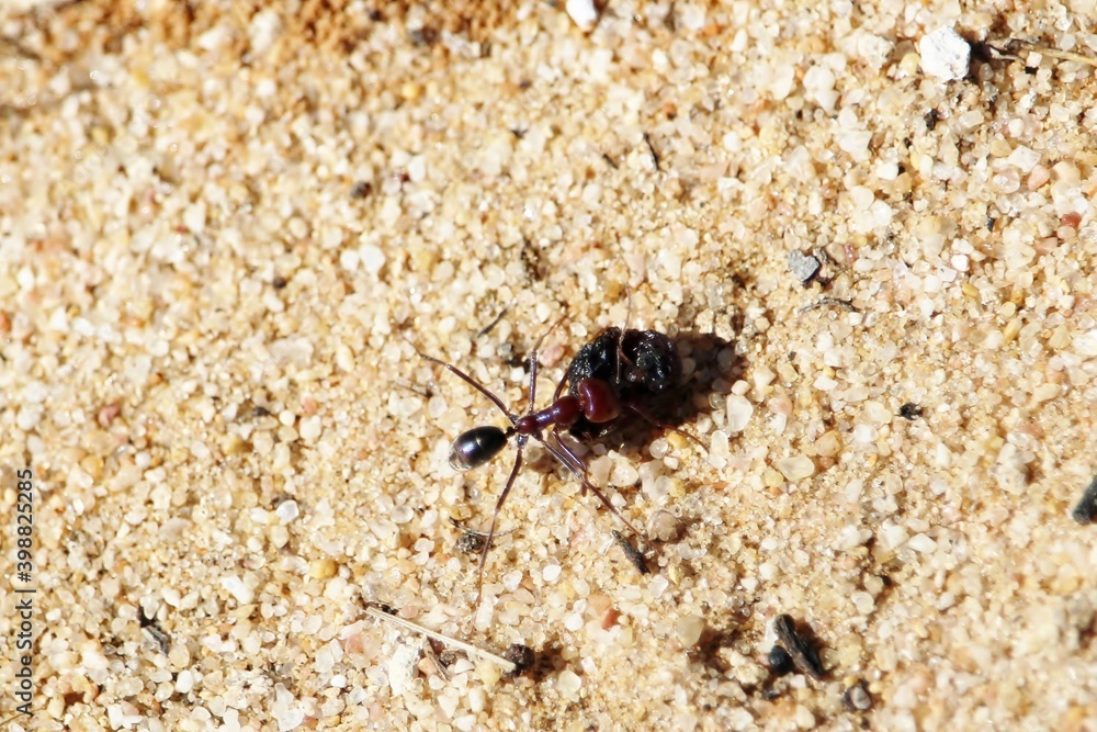 Meat Ant (Iridomyrmex purpureus) with prey, South Australia Meat Ant (Iridomyrmex purpureus) with prey, South Australia