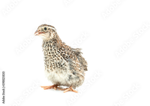 Isolated Japanese quail on white background.