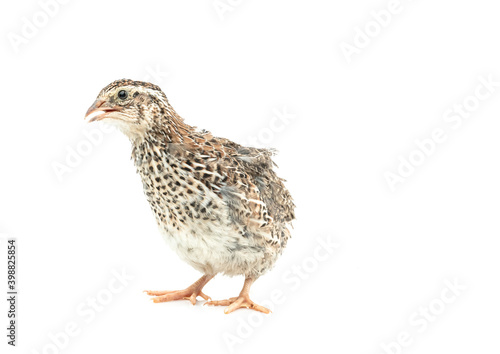 Isolated Japanese quail on white background. © ณัฐวุฒิ เงินสันเทียะ