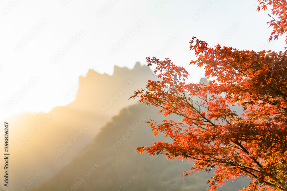 Fototapeta premium 夕日に照らされる妙義山ともみじ