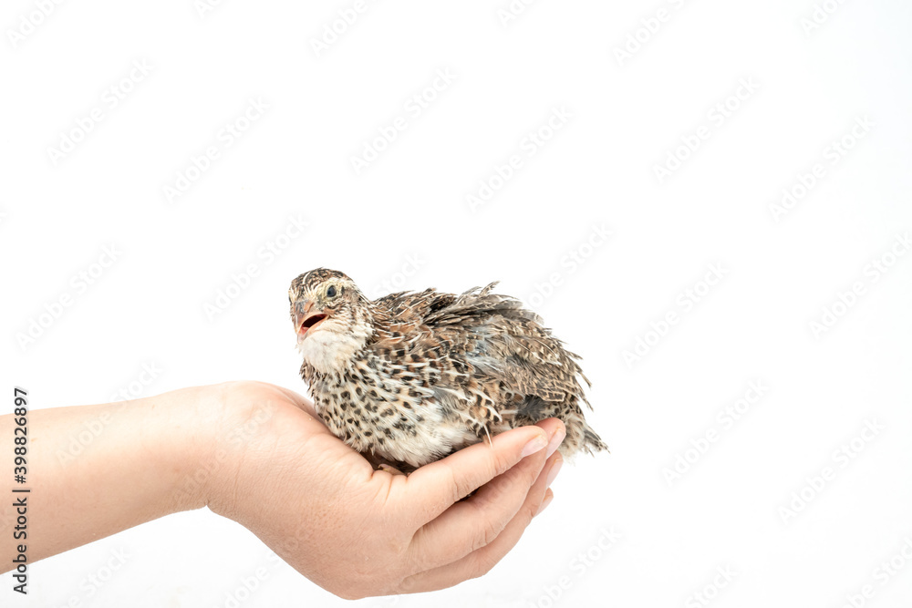 Isolated Japanese quail on white background. Isolated Japanese quail on white background.