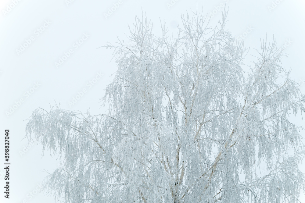 A tree in frost on a cold winter day A tree in frost on a cold winter day