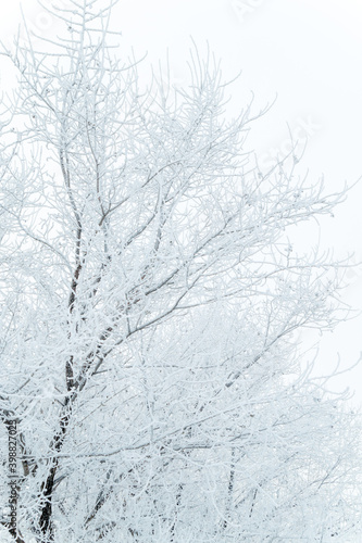 A tree in frost on a cold winter day