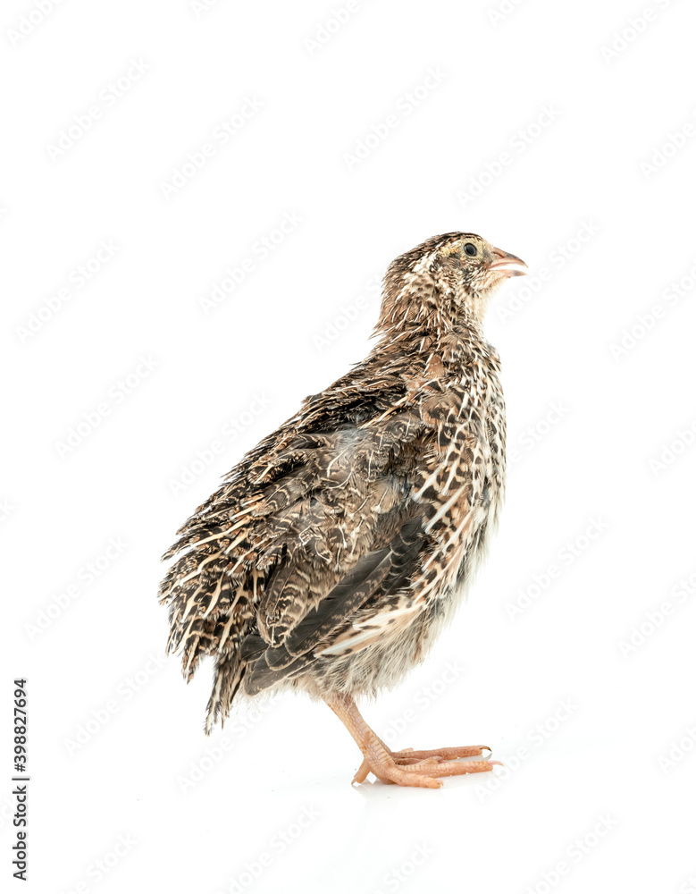 Fototapeta premium Isolated Japanese quail on white background.