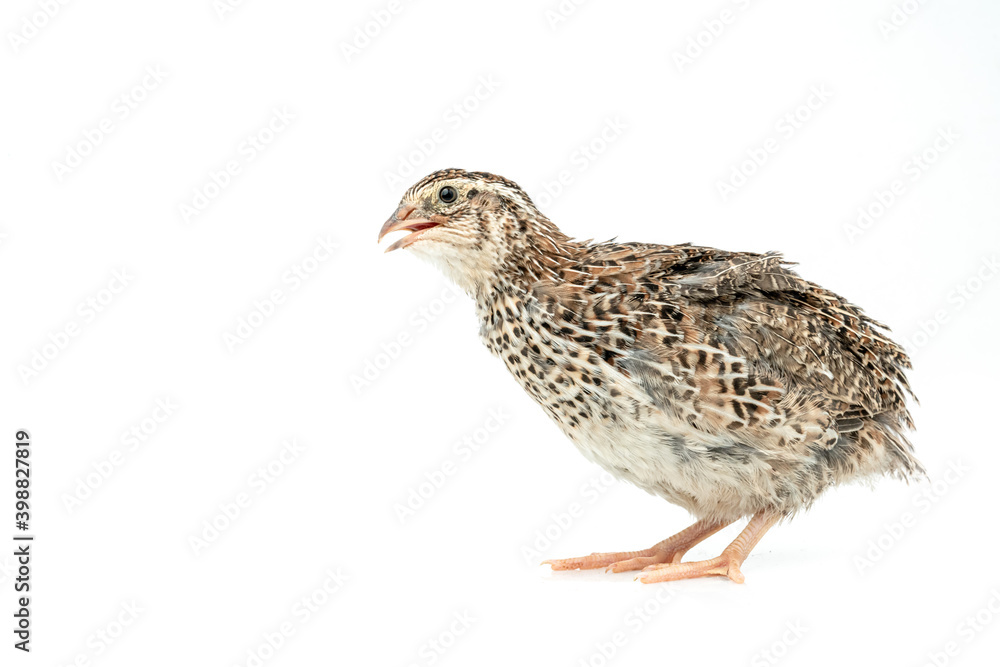 Isolated Japanese quail on white background.