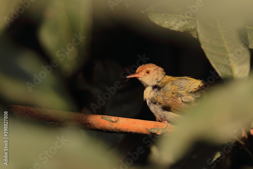 a common tailorbird (orthotomus sutorius) inside a bush in a rainforest, west bengal, india photo