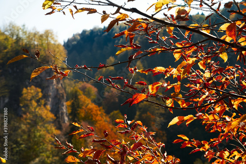 Autumn foliage. photo