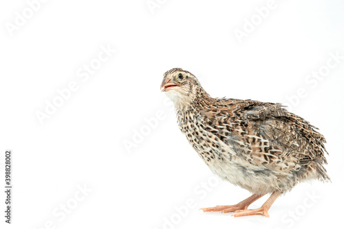 Isolated Japanese quail on white background. © ณัฐวุฒิ เงินสันเทียะ