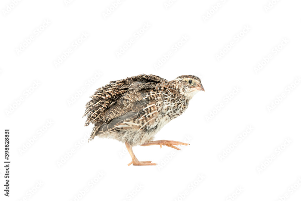 Obraz premium Isolated Japanese quail on white background.