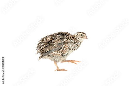 Fotografie, Obraz Isolated Japanese quail on white background.