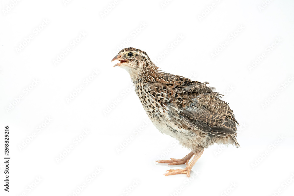 Isolated Japanese quail on white background. Isolated Japanese quail on white background.