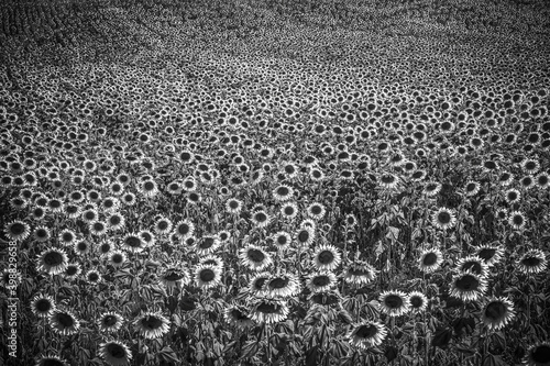 Huge sunflower fields in the Provence France - travel photography