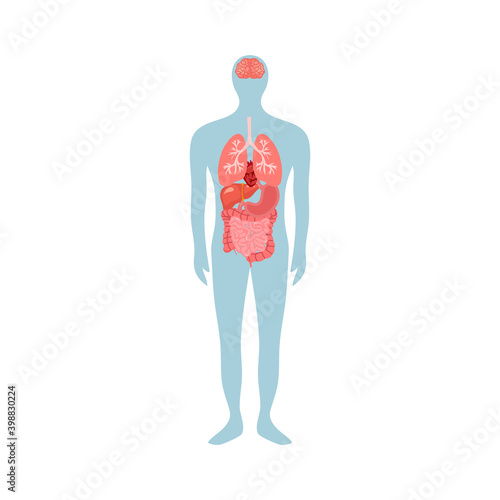 Human internal organ - brain, lungs, heart, liver, stomach, large and small intestines in flat design on white background. Human anatomy concept vector illustration.