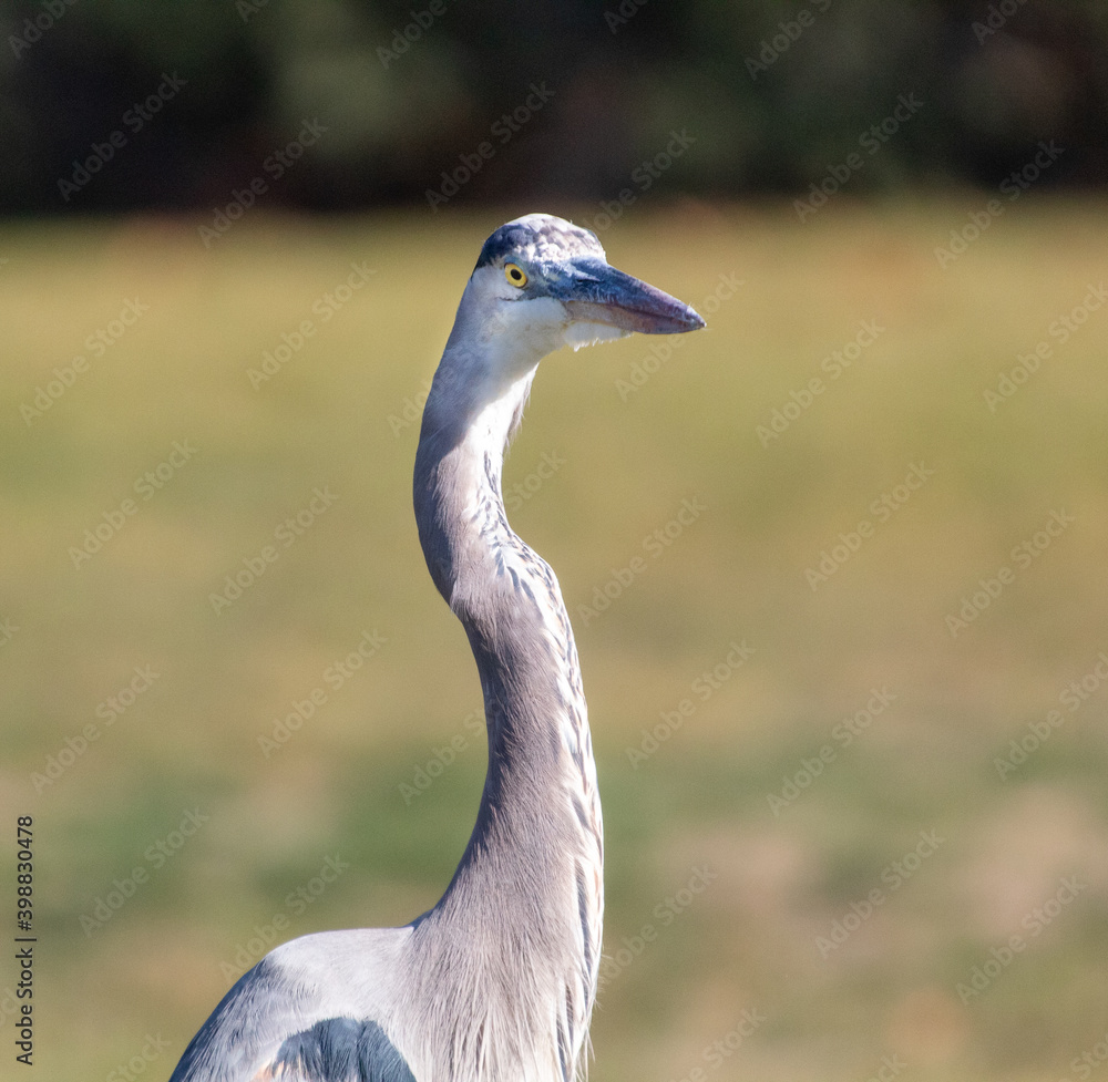 A Great Blue Heron in a Park posing