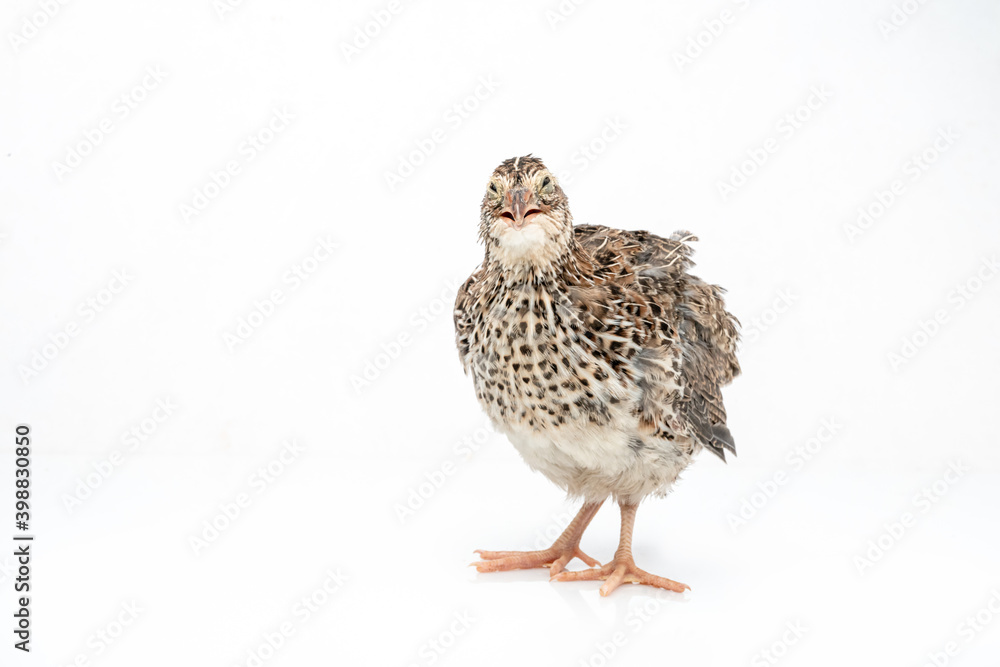 Fototapeta premium Isolated Japanese quail on white background.