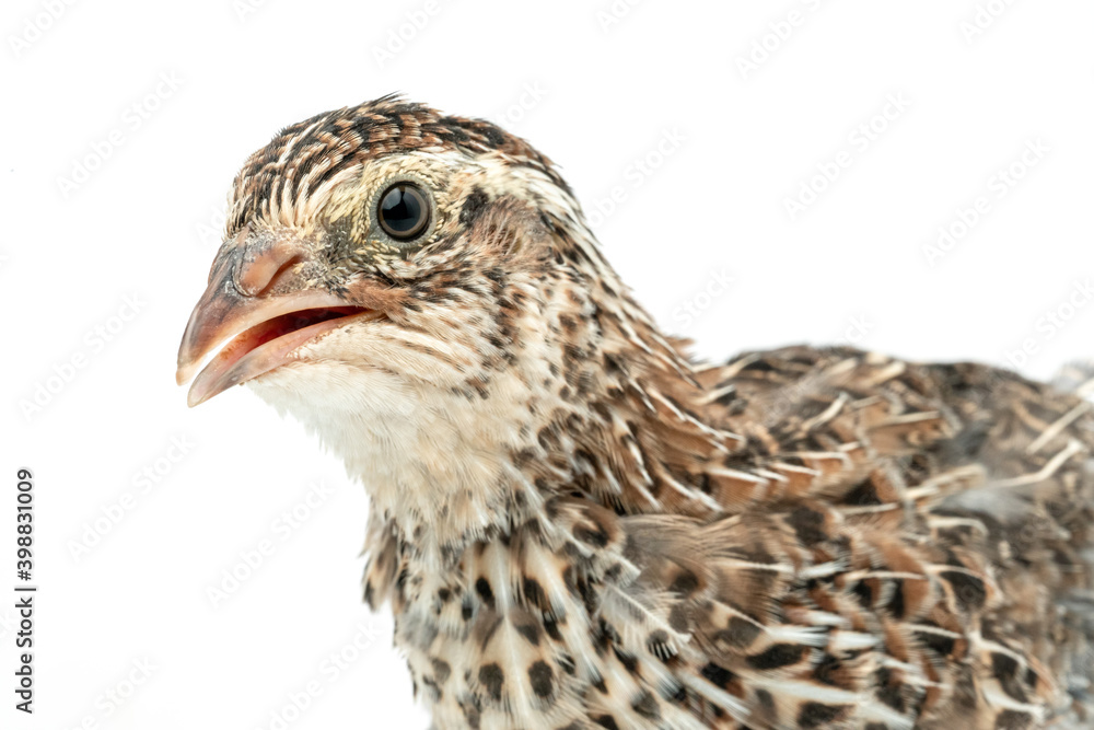 Isolated Japanese quail on white background. Isolated Japanese quail on white background.