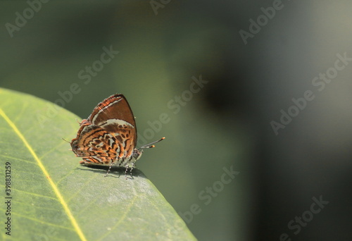 monkey puzzle butterfly (rathinda amor) sitting on leaves, countryside of west bengal in india photo