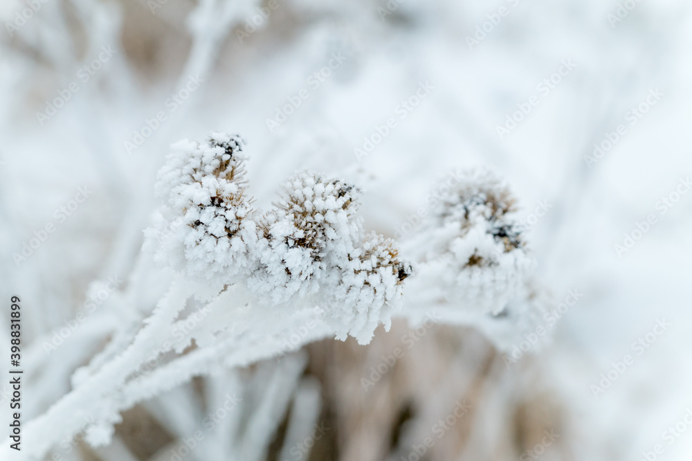 Winter nature. Thistle covered with frost.