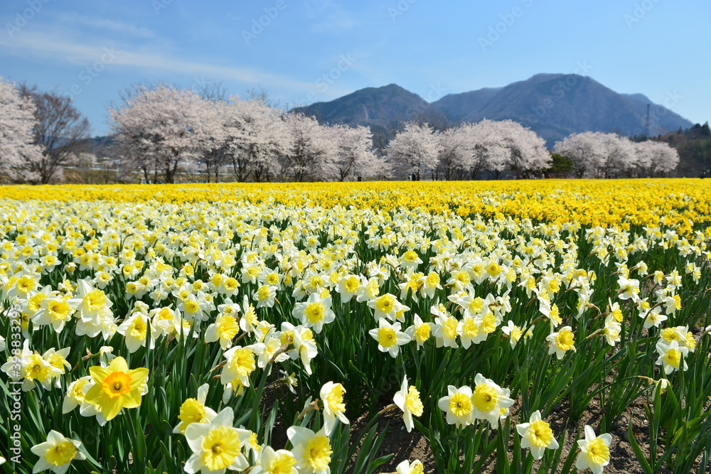Fototapeta premium 桜並木とたくさんのスイセンが咲く風景