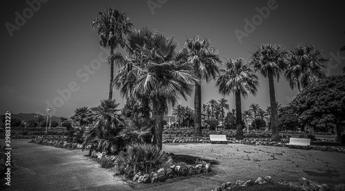 Beautiful park with palm trees in the city of Cannes at the Croisette - travel photography photo