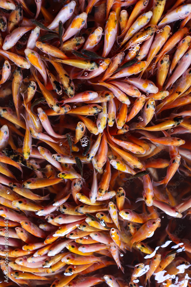 fish cultivation in the pond