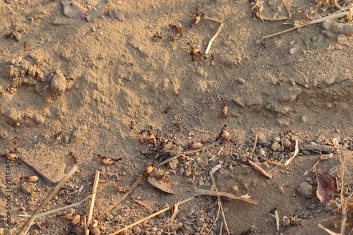 Ants carrying wheat seeds