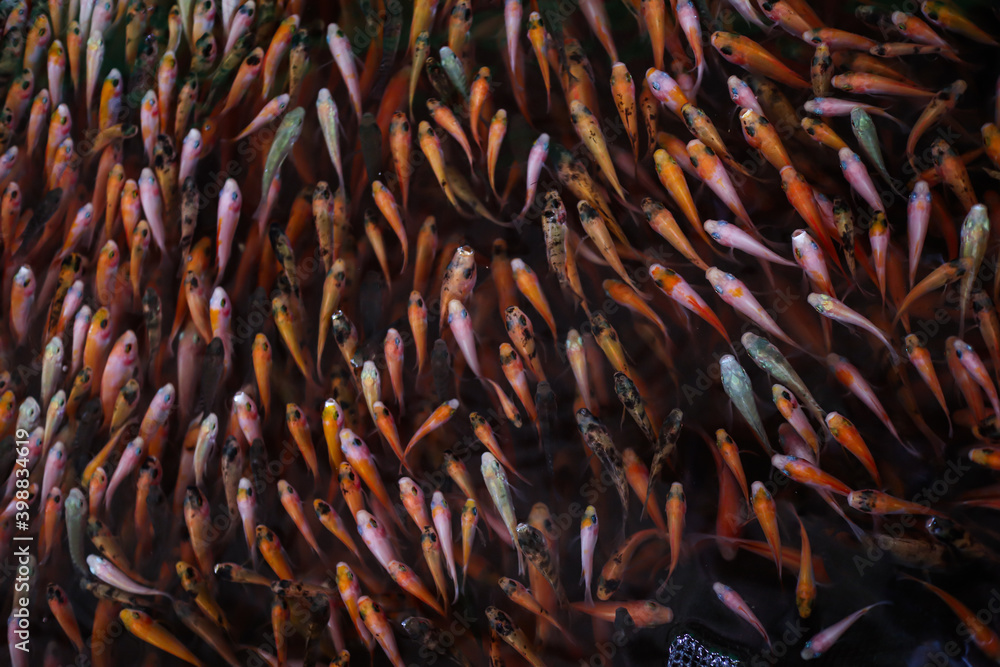 fish cultivation in the pond fish cultivation in the pond
