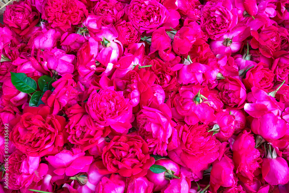 Bunga Mawar Merah. Red Roses Flowers