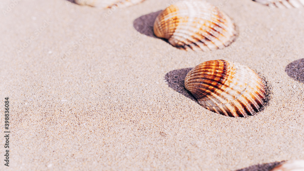 Summer sale with seashells, starfishes on sand ocean beach background. Tranquil beach scene with copy space. Summer sale with seashells, starfishes on sand ocean beach background. Tranquil beach scene with copy space.