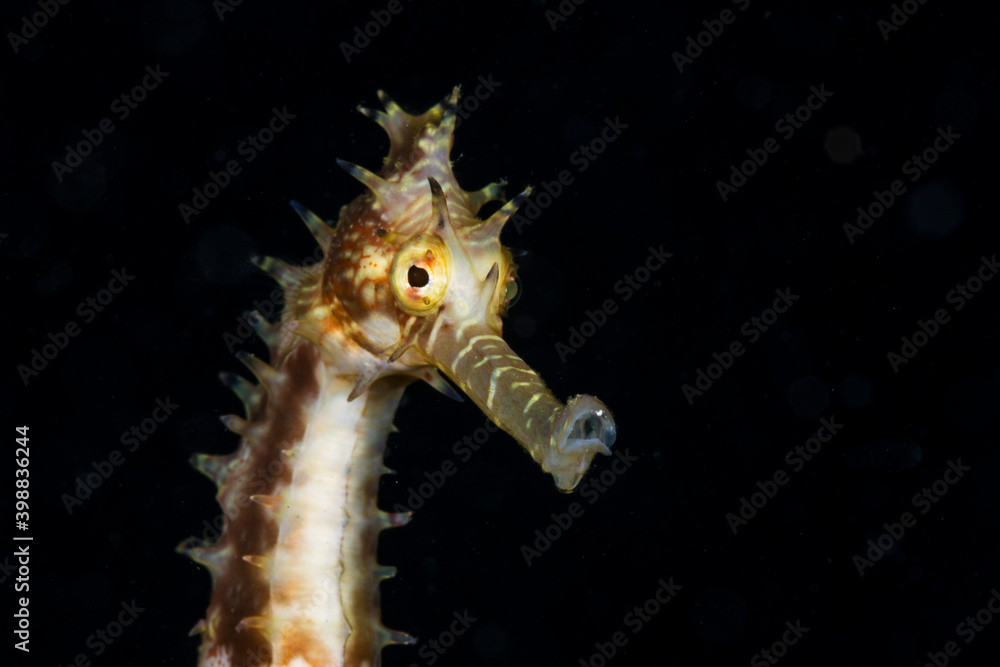 Thorny Seahorse (Hippocampus Histrix) Gili Islands Lombok Indonesia, Close Up the Head and isolate black background