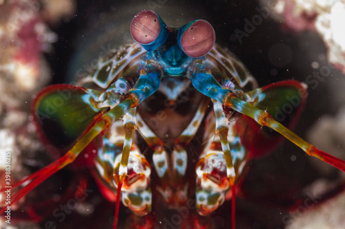 Close-up view of the face of a peacock mantis shrimp at Gili Island, Lombok, Indonesia.