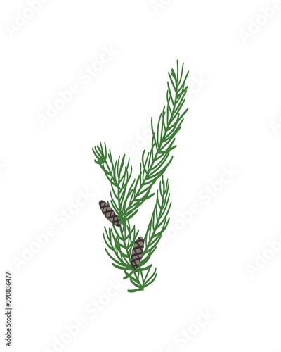 Pine leaves are drawn by hand in an isolated background. Vector elements for christmas and winter design decorations