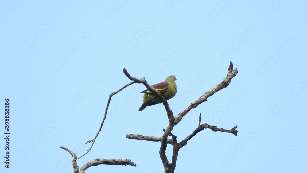 Emeral dove or Green Pigeon standing Emeral dove or Green Pigeon standing