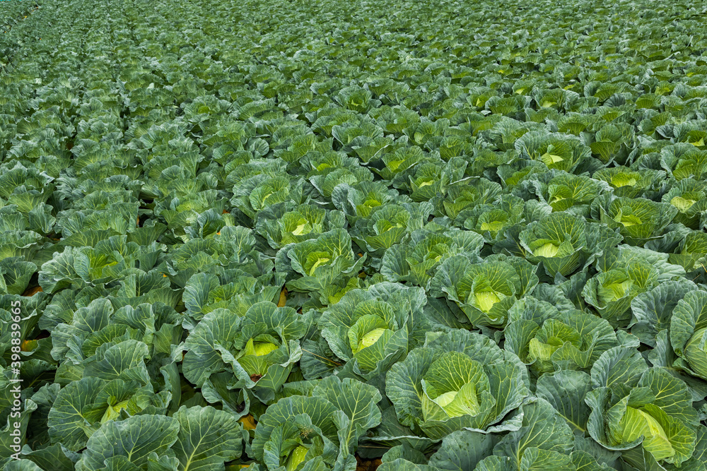 新鮮キャベツ Photo of a beautiful fresh cabbage field 新鮮キャベツ Photo of a beautiful fresh cabbage field