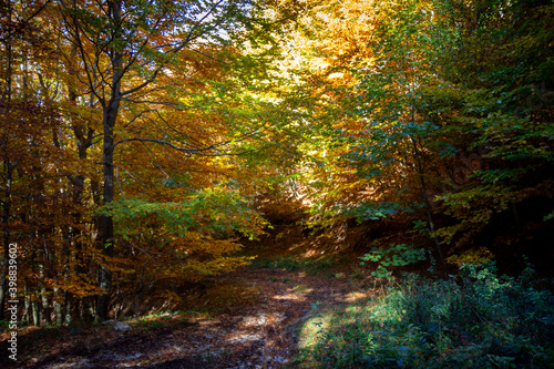 autumnal path in the woods with warm colors