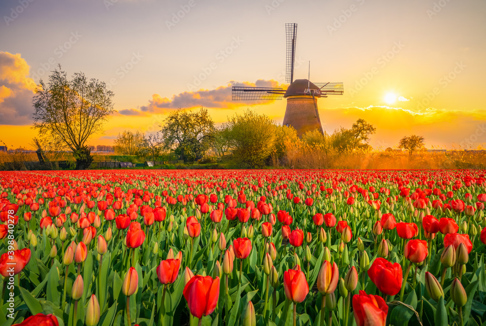 Beautiful Dutch scenery at sunset with traditional windmills and tulip flowers foreground 